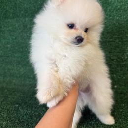 Boy2 - Cream male Pomeranian puppy in Avondale, Arizona from Mely Pomlove