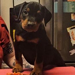 Black Tan Male 4 - Black male German Pinscher puppy in Chatham, Virginia from WMHK9/Roolyn German Pinschers
