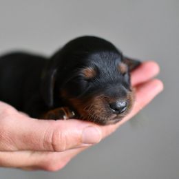 Miley Cyrus - Black and tan female Dachshund puppy in Youngstown, Florida from Paradox Dachshunds