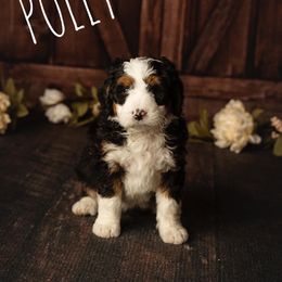 Bernedoodle Puppies from Country Creek Doodles