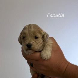 Frostie - Sable female Goldendoodle puppy in Estesburg, Kentucky from Wet Goldendoodle Kisses