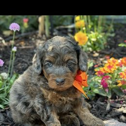 Bernedoodle, Cavapoo, Goldendoodle, and Poodle Puppies from Gypsi Doodles & Poodles