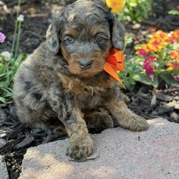 Bernedoodle, Cavapoo, Goldendoodle, and Poodle Puppies from Gypsi Doodles & Poodles
