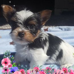 Biewer Terriers from Kirsten's Biewer Terriers