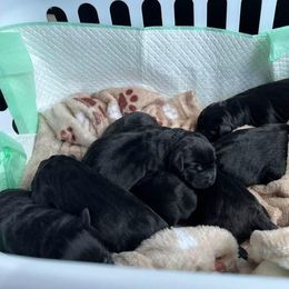 Labrador Retriever Puppies from Lookout Mountain Labrador Retrievers