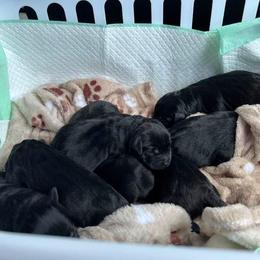 Labrador Retriever Puppies from Lookout Mountain Labrador Retrievers