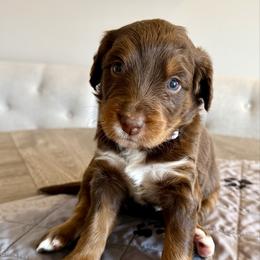 Patsy Cline - Tri-color female Bernedoodle puppy in Draper, Utah from Salt City Farm