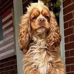 Chewy - Cocker Spaniel