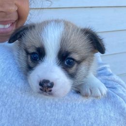 Duke - Sable male Pembroke Welsh Corgi puppy in Urbana, Ohio from Edgewood Farm and Kennel