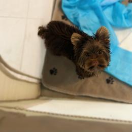 Yorkshire Terrier Puppies from Enchanted Yorkies