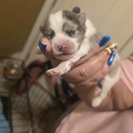 Gucci - Black parti male Pomeranian puppy in Illinois from Maribel Poms