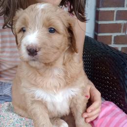 Madison - Red female Bernedoodle puppy in Woodland, Georgia from Bethel Doodle Ranch