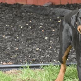 Rottweilers from Real Deal Kennels