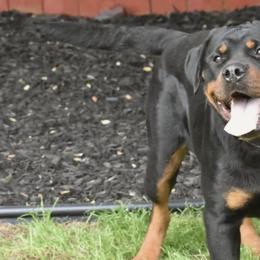 Rottweilers from Real Deal Kennels