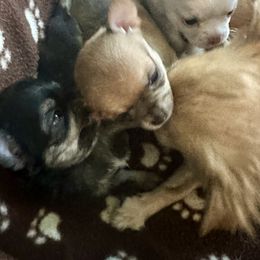 Chihuahua Puppies from Wild Mountain Chihuahuas
