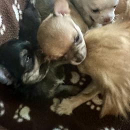 Chihuahua Puppies from Wild Mountain Chihuahuas