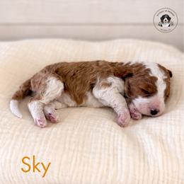 Sky - Red female Bernedoodle puppy in Greenville, Texas from Doodles of Promise