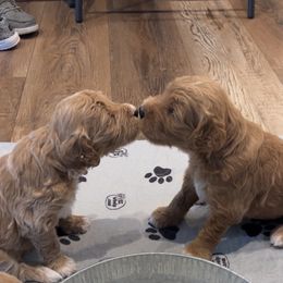 Goldendoodle Puppies from Ellie's Goldendoodles