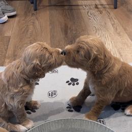 Goldendoodle Puppies from Ellie's Goldendoodles