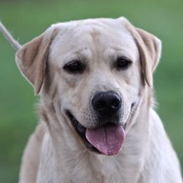 Bentley - Labrador Retriever