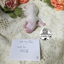 White - White male Bernedoodle puppy in Graham, Texas from 2 Rose Ranch Doodles