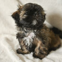 Bubbles AKC (Gray Collar) - Shih Tzu puppy from Good Lil Shih Tzu