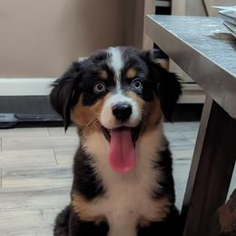 Nutmeg - Black tri-color Australian Shepherd puppy in Fultonville, New York from Sandy Aussies & Pomeranians