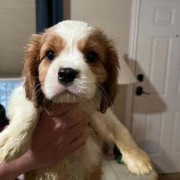 Boy 3 - Blenheim male Cavalier King Charles Spaniel puppy in Belding, Michigan from Miller Cavs and Pyrs