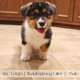 Biscuit - Black and tan male Pembroke Welsh Corgi puppy in Pine Village, Indiana from NL Horsemanship