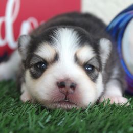 Pomsky Puppies from Palm Tree Pomskies