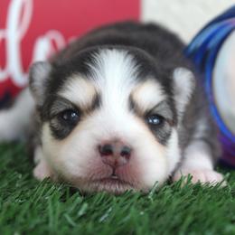 Pomsky Puppies from Palm Tree Pomskies