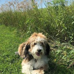 Aussiedoodles, Old English Sheepdogs, Poodles, and Sheepadoodles from Iowa's Doodle Co.