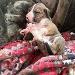 Fawn mantle girl - Fawn female Great Dane puppy in Greenville, South Carolina from Allen’s Ridge Ranch