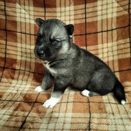 AKC Merlin - Agouti and white male Siberian Husky puppy in Cedarville, Ohio from Evereve Kennels