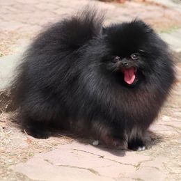 Kiki - Pomeranian