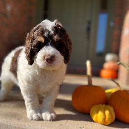 Bartlebee - Brown and white male Bernedoodle puppy in Lexington, Ohio from Cairn Ridge Doodles