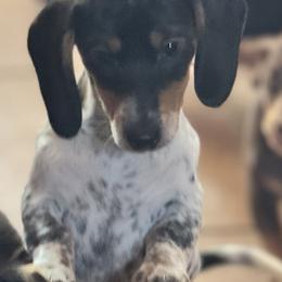 Beatrice - Piebald female Dachshund puppy in Johnson, Vermont from RBP Dachshunds