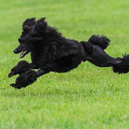 Fiddle  - Poodle