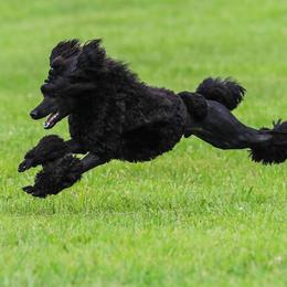 Fiddle  - Poodle