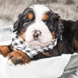 Bernese Mountain Dog Puppies from Swiss Berner Bears