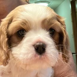 Boy 1 - Cavalier King Charles Spaniel puppy in Morriston, Florida from Cutesy Cavaliers