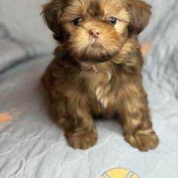 Akc Bentley - Chocolate and tan male Shih Tzu puppy in Roseville, Michigan from Diamond Paws LLC