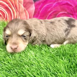 Marshall - Dapple male Dachshund puppy in Chelsea, Oklahoma from Elite Puppies of Oklahoma, LLC