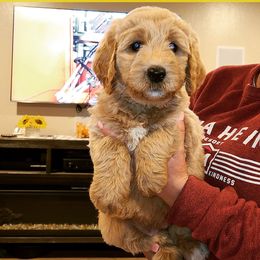 Goldendoodle Puppies from Nichols family k9s