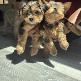 Yorkshire Terrier Puppies from KINGZ KENNEL