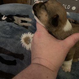 "Clifford Sable Male " American Corgi Puppies from Mac-Kuz Kennels