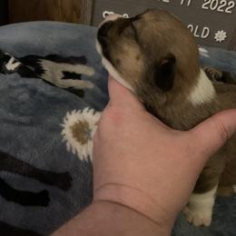 "Clifford Sable Male " American Corgi Puppies from Mac-Kuz Kennels