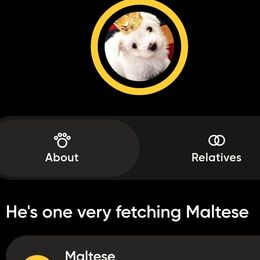 Odin - White male Maltese puppy in Piscataway, New Jersey from Norma T.'s Maltese