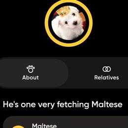 Odin - White male Maltese puppy in Piscataway, New Jersey from Norma T.'s Maltese