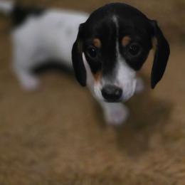 Snowy - Piebald female Dachshund puppy in Oklahoma City, Oklahoma from Hamm Weenies  AKC (Dachshunds)